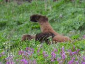 Grizzlies frolicking in the flowers