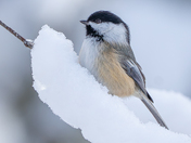 Small bird, big winter energy