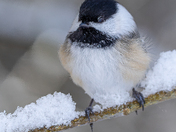 Small bird, big winter energy