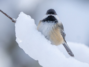 Small bird, big winter energy
