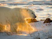 Churchill Polar Bear at Sunrise