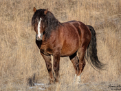 Mighty Thor - Alberta Wild Horses