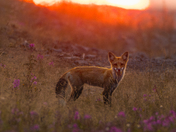 Homeward Through the Fireweed