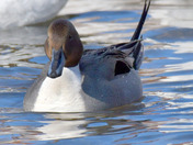 Northern Pintail