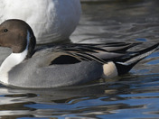 Northern Pintail