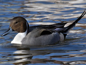 Northern Pintail