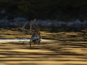 Through Still Waters