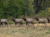 Vancouver Island, Roosevelt elk