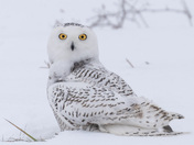 Snowy Owl 