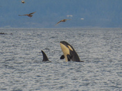 Orcas hunting sea lions from shore