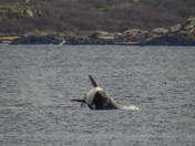 Orcas hunting sea lions from shore