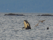 Orcas hunting sea lions from shore