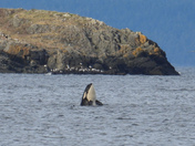 Orcas hunting sea lions from shore