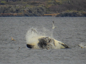 Orcas hunting sea lions from shore