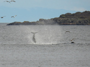Orcas hunting sea lions from shore