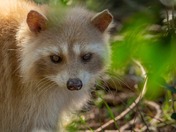 Wildlife around Vancouver Island 
