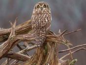 Wildlife around Vancouver Island 