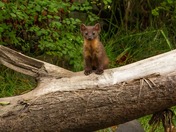 Wildlife around Vancouver Island 