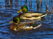 Drakes In The Marsh