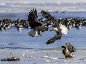eagle fight 