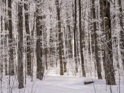 Strolling through a frosty paradise 