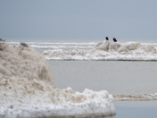 eagles out far into Lake Huron 