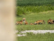Momma and all her kits 