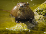 River otters 