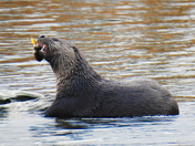 River otters 