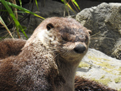 River otters 