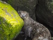 River otters 