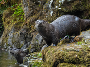 River otters 