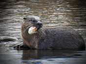 River otters 