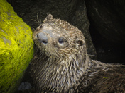 River otters 