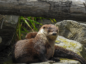 River otters 