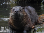 River otters 