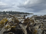 The ocean comes to life