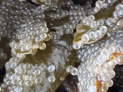 The ocean comes to life