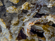 The ocean comes to life