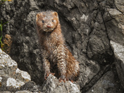 The ocean comes to life