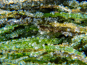 The ocean comes to life