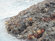 The ocean comes to life