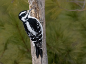 Hairy Woodpecker