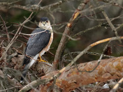 Sharp-shinned Hawk