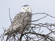 Snowy Owl