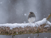 Dark eyed junco in falling snow