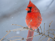 Northern cardinal 