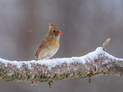 Northern cardinal 
