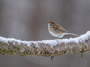 American tree sparrow