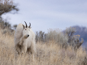 The Ghost Of The Mountain 